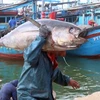 Рыбаки выгружают тунца из рыбацкой лодки в провинции Биньдинь. Отрасль переработки морепродуктов сталкивается с множеством трудностей в условиях пандемии COVID-19. (Фото: Dantri)