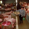 По данным Министерства сельского хозяйства и развития деревни, во Вьетнаме по состоянию на апрель насчитывается 24,89 млн. голов свиней, что почти на 20% меньше по сравнению с 31 млн. голов свиней на конец 2018 года. (Фото: ВИА)