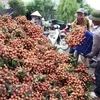 Вьетнам предложил Японии решение проблем с экспортом личи