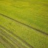 Уборка урожая риса в районе Кимшон северной провинции Ниньбинь. (Фото: ВИА)