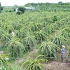 Выращивание драгонфрута в провинции Лонган. Экспортерам фруктов настоятельно рекомендуется искать новые экспортные рынки вместо того, чтобы слишком сильно полагаться на традиционные. (Фото: ВИА)