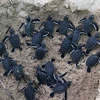 Детенышей черепах выпускают в море (Фото: laodong.vn)