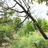 Вырубка поврежденных дурианов в районе Чаутхань провинции Бенче (Фото: ВИА)