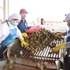 Компания Dong Giao Foodstuff Export 16 сентября объявила об экспорте своей первой партии маракуйи в размере 100 тонн в ЕС. (Фото: ВИА)
