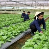 Согласно прогнозам, в 2021 году сельское хозяйство Ханоя вырастет как минимум на 3% (Фото: baodautu.vn)