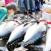 Товарооборот вьетнамского тунца, экспортируемого в ЕС, увеличился двузначными числами после вступления в силу Соглашения о свободной торговле между ЕС и Вьетнамом (EVFTA) (Источник: tangcucthuysan.gov.vn)