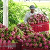 Фермеры собирают драгонфрут в Биньтхуане. (Фото: ВИА)