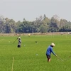 Урожай зимне-весеннего риса 2019–2019 гг. высаживается в районе Гокуао провинции Киенжанг при поддержке программы вьетнамской программы устойчивого развития сельского хозяйства. (Источник: ВИА)