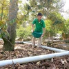 Фермер использует органические удобрения для удобрения деревьев дуриана в провинции Бенче (Фото: ВИА)