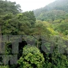 Сосновый лес в национальном парке Тамдао (Фото: ВИА)