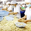 Линия по переработке орехов кешью на предприятии Nhat Huy в южной провинции Биньзыонг (Фото: ВИА)