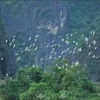 Национальный парк Чамчим в провинции Донгтхап (Фото: ВИА)