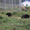 После спасения медведи живут в полудиких условиях. (Фото: ВИА)