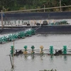 Прибрежное разведение креветок в Гоконгдонг (Фото: ВИА)