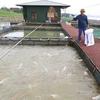 Садковое рыбоводство на реке (Фото: ВИА)