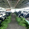Разведение коров на молоко в уезде Кутьи. (Фото: Департамент сельского хозяйства и развития сельских местностей Хошимина)