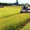 Торговля сельскохозяйственной продукцией между Вьетнамом и США продолжала расти в 2020 году, несмотря на COVID-19 и болезни сельскохозяйственных культур во Вьетнаме (иллюстративное фото: ВИА)