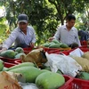 Собирают манго в провинции Анжанг в дельте Меконга. (Фото: ВИА)