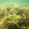 Коралловый риф в Ниньтхуане (Фото: ВИА)