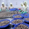 Рабочие обрабатывают осьминогов на экспорт на фабрике в провинции Киенжанг в дельте Меконга (Фото: ВИА)