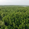 Вид с воздуха на мангровый лес Канжо в Хошимине (Фото: ВИА)