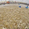 Модель выращивания креветок на экспорт в Камау. (Фото: ВИА)