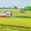 Программа «Вьетнам - страна лучшего риса в мире» (Источник: moit.gov.vn)
