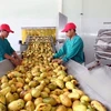 Переработка манго на экспорт в акционерном обществе Southern Nafoods в южной провинции Лонг-ан (Фото: ВИА)