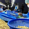Переработка орехов кешью на экспорт в компании Шаовиет. (Фото: ВИА)