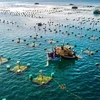 Садковое разведение рыбы в море. Иллюстративное изображение (Фото: ВИA)