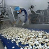 Линия по производству замороженного мяса моллюсков на заводе Lenger Vietnam Seafood Company. (Фото: ВИА)