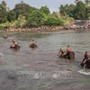 Слоны в соревновании по плаванию. (Фото: ВИА)
