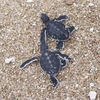 Морские черепахи в охраняемой морской зоне национального парка Нуи-Чуа (Фото: ВИА)