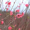 Цветут сакуры, символ Тэта в северном регионе (Фото: ВИА)