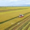 Рисовые поля во Вьетнаме (Фото: ВИА)