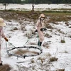 Центральная провинция Куангчи к настоящему времени очистила более 25.000 га земли от оставленных во время войны наземных мин и других неразорвавшихся боеприпасов (НРБ) (Фото: ВИА)