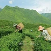 На чайной плантации компании Тамдыонг (провинция Лайтьяу). (Фото: ВИА)