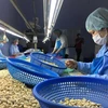 Вьетнамские рабочие перерабатывают орехи кешью. (Фото: ВИА) 
