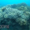 В Куиньоне есть разнообразные и богатые коралловые рифы, которые необходимо охранять. (Фото: ВИА)