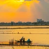 Рыбалка на затопленном поле в уезде Витхуй дельты Меконга провинции Хаужанг (Фото: ВИА) 