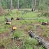 Лес трехлистных сосен был выбурен в городе Далат (провинция Ламдонг). (Фото: ВИА)