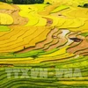 Террасные поля – это произведения искусства, созданные опытным и умелым трудом представителей народности Хмонг. (Фото: Лам Хань/ВИА)