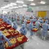 Рабочие перерабатывают ананас на экспорт на заводе сельскохозяйственной и продовольственной импортно-экспортной компании «Анжанг». (Фото: ВИА) 