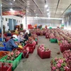 Вьетнамский драгонфрут на экспорт (Фото: ВИА) 