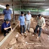 Древний человеческий скелет, возраст которого составляет около 2.300 лет, был обнаружен на археологических раскопках Жонг Каво в районе Канжо города Хошимина. (Фото: ВИА)