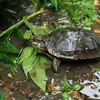 Эндемичная черепаха Центрального побережья Вьетнама выращивается в полудиком виде в Центре сохранения черепах Кукфыонг. (Фото ВИА)