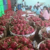Рабочие обрабатывают драгонфрут на экспорт в районе Чогао, провинция Тьенжанг (Фото: ВИА) 