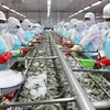Завод по переработке креветок во Вьетнаме. (Фото: ВИА)