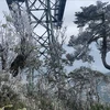Заморозки покрыли растения и деревья в национальном парке Хоанглиен на пути к вершине Фансипан, 18 декабря 2022 года. (Фото: ВИА)