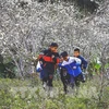 Каждую весну вся долина Фиенгбан (община Натау, город Дьенбьенфу, провинция Дьенбьен) усыпана белоснежными цветами сливы. (Фото: Суан Ту/ВИА)